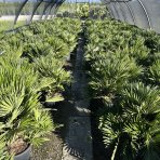Palmička nízka (Chamaerops Humilis) ´VULCANO´ - výška 80-90 cm, kont. C18L (-14°C)